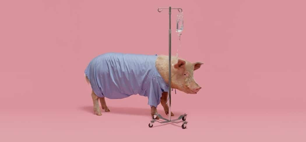 Falla real dialisis hemodialisis riñon de cerdo SERME